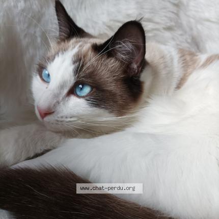 Photo de chat perdu à Fougeres