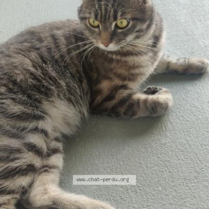 Photo 1/1 Chat retrouvé Perdu à Paris