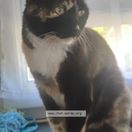 Photo de chat perdu à Caussade 82300