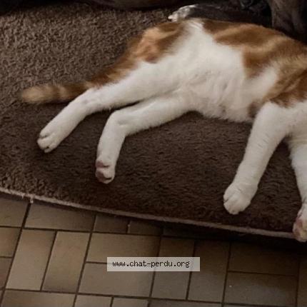 Photo de chat perdu à Osmery
