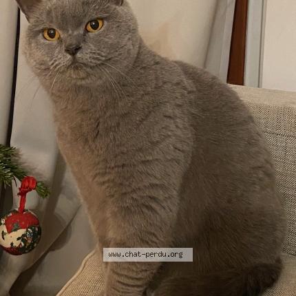 Photo de chat perdu à Caen