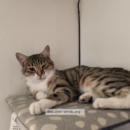 Photo 1/1 Tiper Chat perdu à Bonnieres sur seine