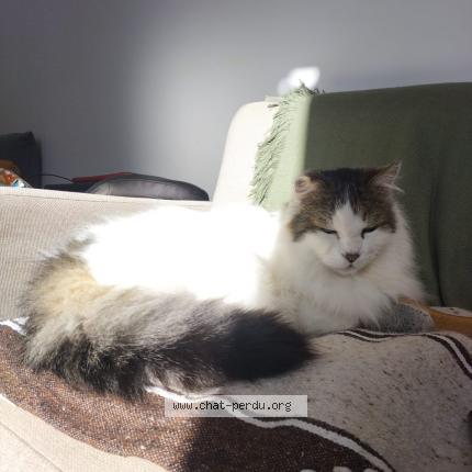 Photo 1/1 Chat retrouvé Perdu à Sevres