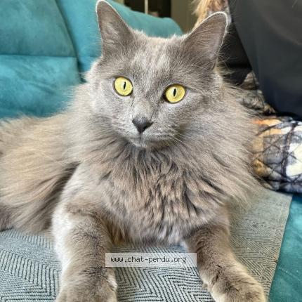 Photo 1/1 Chat retrouvé Perdu à Nimes