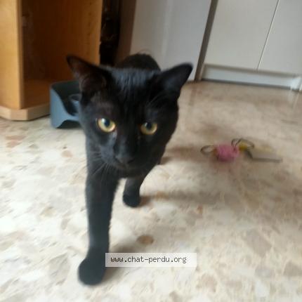 Photo 1/1 Chat retrouvé Perdu à Toulouse