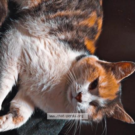 Photo 1/1 Fifille Chat perdu à Lomme