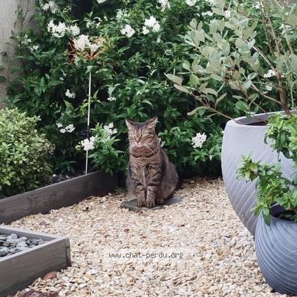 Photo 1/1 Chat retrouvé Perdu à Morangis