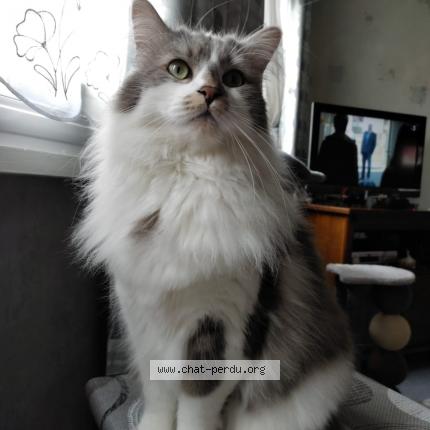 Photo de chat perdu à Ares