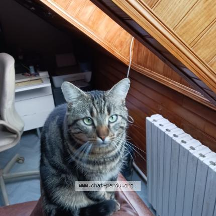 Photo 1/1 Chat retrouvé Perdu à Le Mee Sur Seine