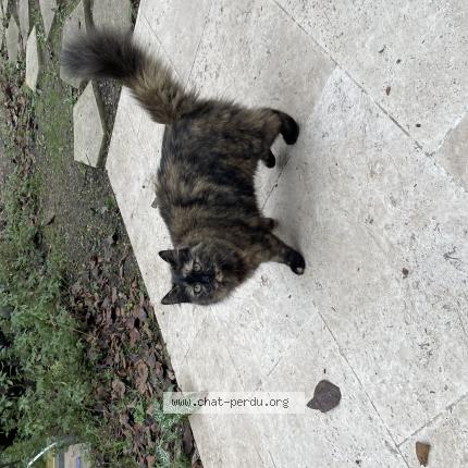 Photo 1/1 Chat retrouvé Trouvé à Colombes