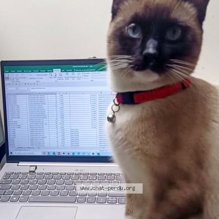 Photo de chat perdu à Drancy