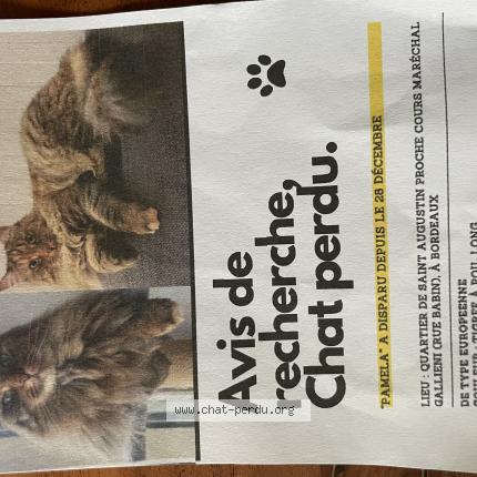 Photo 1/1 Pamela Chat perdu à Bordeaux