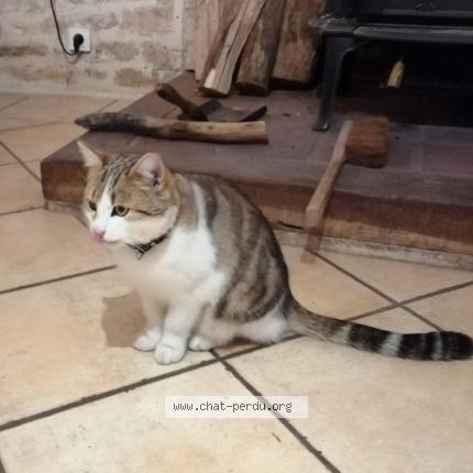 Photo de chat trouvé à Bresse Sur Grosne