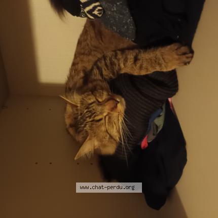 Photo de chat perdu à Felletin