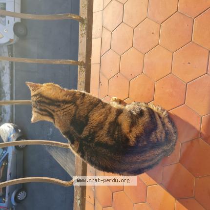 Photo 1/1 Chat retrouvé Perdu à Toulouse