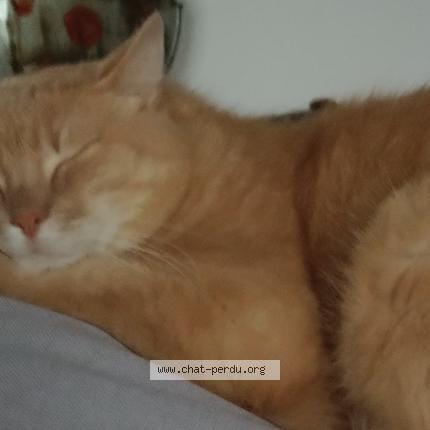 Photo de chat perdu à Monclar Sur Losse