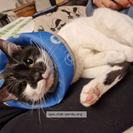 Photo 1/1 Chat retrouvé Perdu à Le Castera