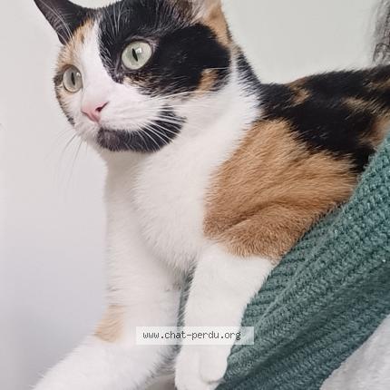 Photo 1/1 Chat retrouvé Perdu à Tonnay Charente