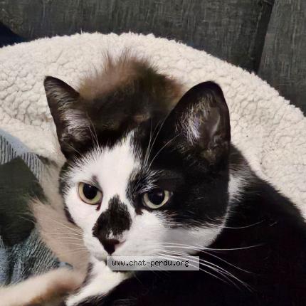 Photo de chat perdu à Hautmont