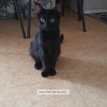 Photo 1/1 Chat retrouvé Perdu à Villeparisis