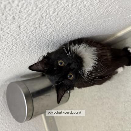 Photo de chat perdu à Lunel