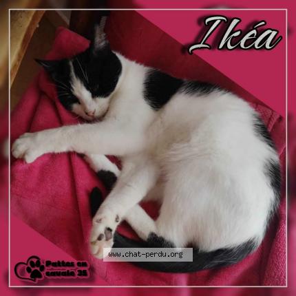 Photo 1/1 Ikéa Chat perdu à Breal sous vitre