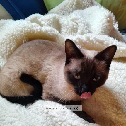 Photo de chat perdu à Loctudy