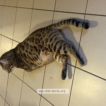 Photo de chat perdu à Bailleul