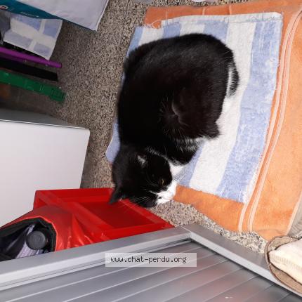 Photo de chat trouvé à Petenchies