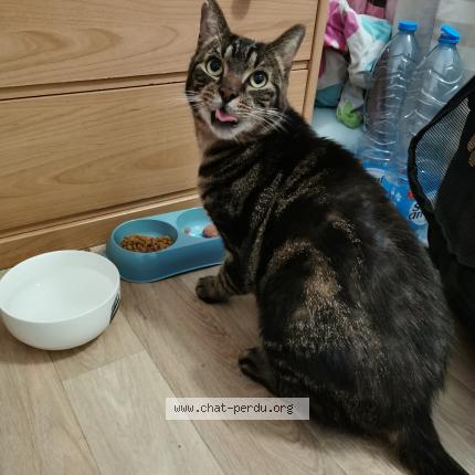 Photo de chat trouvé à La Madeleine