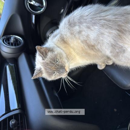 Photo 1/1 Chat retrouvé Trouvé à Bassussarry