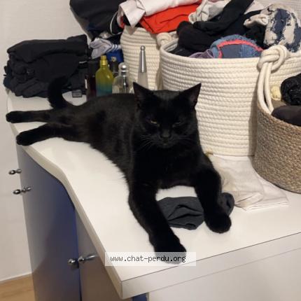 Photo 1/1 Chat retrouvé Trouvé à Issy Les Moulineaux