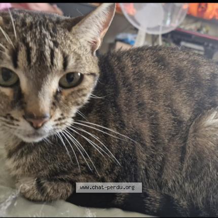 Photo 1/1 Chat retrouvé Perdu à Angouleme
