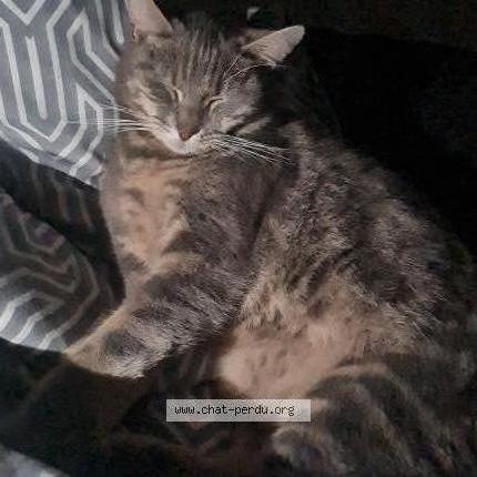 Photo de chat perdu à Nogaro