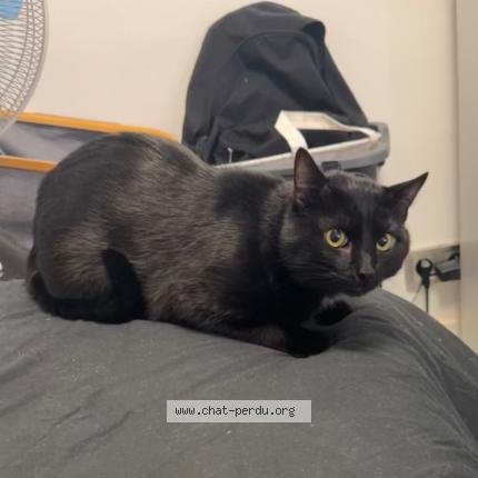 Photo de chat perdu à Le Cannet