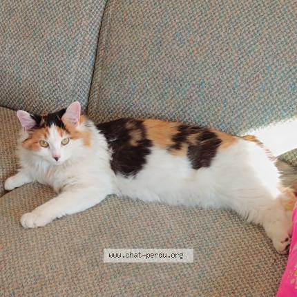 Photo de chat perdu à Lyon