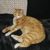 Photo de chat perdu à Saint Chinian Babeau Bouldoux