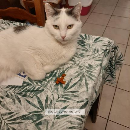 Photo de chat perdu à Marcq En Baroeul