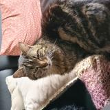 Photo de chat perdu à Ach Res