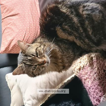 Photo 1/1 Chat retrouvé Perdu à Ach res