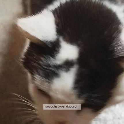 Photo de chat trouvé à Casteljaloux