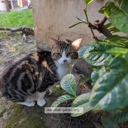 Photo de chat trouvé à Gentilly