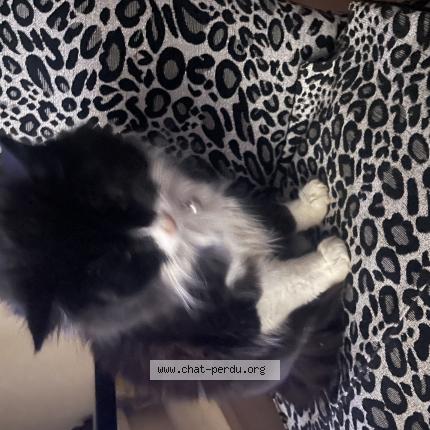 Photo de chat perdu à Estezargues