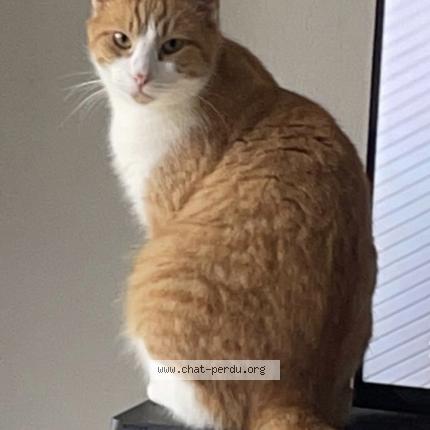 Photo 1/1 Spyke Chat perdu à Rivieres