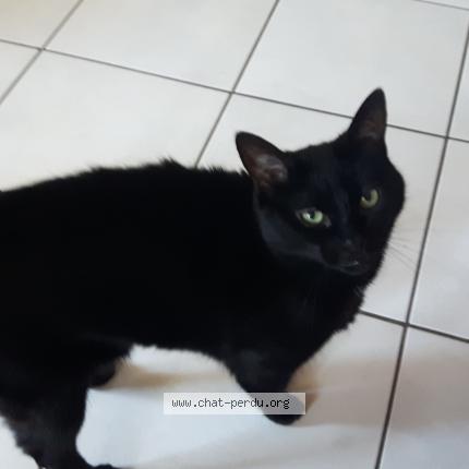 Photo 1/1 P'tite Inette Chat perdu à Fougeres