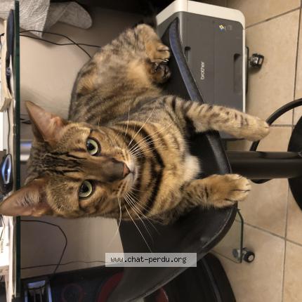 Photo de chat perdu à Vallauris