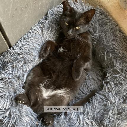 Photo 1/1 Chat retrouvé Perdu à Ecrouves