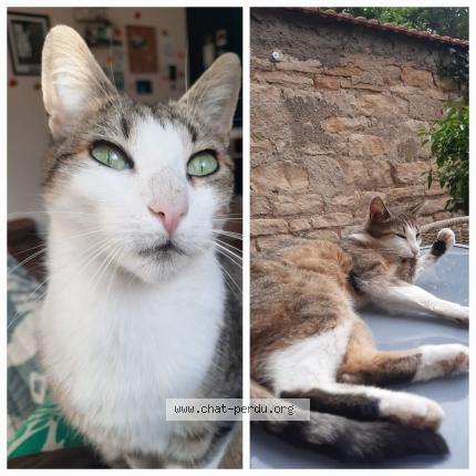 Photo de chat perdu à Nancy