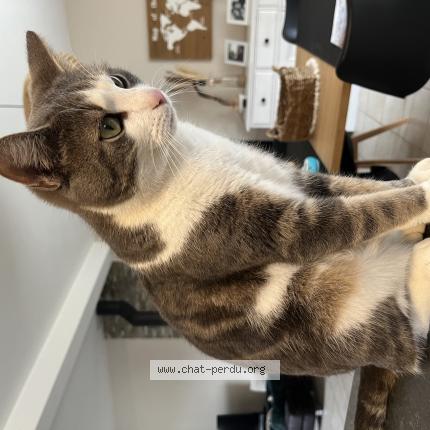 Photo de chat perdu à Bouchemaine