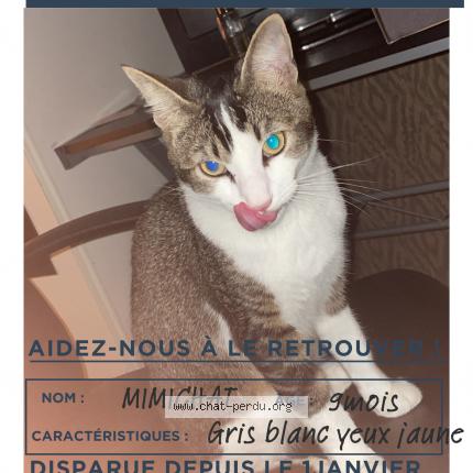 Photo 1/1 Chat retrouvé Perdu à Peyre En Aubrac